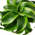 Dracaena 'Tornado'-4" Pot D245-4_DRACAENA_TORNADO