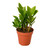 Zamioculcas Zamiifolia ZZ-6" Pot / Nursery Pot D245-6_ZAMIOCULCAS_ZAMIIFOLIA
