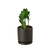 Zamioculcas Zamiifolia ZZ-6" Pot / Nursery Pot D245-6_ZAMIOCULCAS_ZAMIIFOLIA