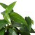Pothos 'Cebu Blue'-6" Pot D245-6_POTHOS_CEBU.BLUE