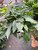 Pothos 'Cebu Blue'-6" Pot D245-6_POTHOS_CEBU.BLUE