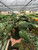 Philodendron 'Velvet'-4" Pot / Black Cylinder D245-4_PHILODENDRON_VELVET_PP.BLK.CYL