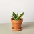 Snake Plant Laurentii Dwarf-4" Pot D245-4_SNAKE_OCEAN.STAR