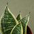 Snake Plant Laurentii Dwarf-4" Pot D245-4_SNAKE_OCEAN.STAR