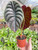 Alocasia 'Red Secret'-4" Pot D245-4_ALOCASIA_RED.SECRET