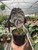 Alocasia 'Red Secret'-4" Pot D245-4_ALOCASIA_RED.SECRET