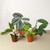 Rare Plant Bundle-4" D245-BUNDLE_RARE.PLANT_4IN