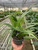 Pothos 'Silver Streak'-6" Pot D245-6_POTHOS_SILVER.STREAK