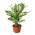 Chinese Evergreen 'First Diamond'-6" Pot D245-6_CH.EVERGREEN_FIRST.DIAMOND