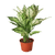 Chinese Evergreen 'First Diamond'-6" Pot D245-6_CH.EVERGREEN_FIRST.DIAMOND