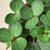Peperomia 'Hope'-8" Pot D245-8_PEPEROMIA_HOPE