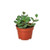 Peperomia 'Hope'-Peperomia 'Hope' D245-8_PEPEROMIA_HOPE