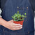 Peperomia 'Hope'-Peperomia 'Hope' D245-8_PEPEROMIA_HOPE