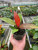 Philodendron 'Sun Red'-4" Pot D245-4_PHILODENDRON_SUN.RED