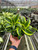 Dracaena 'Tornado'-6" Pot D245-6_DRACAENA_TORNADO