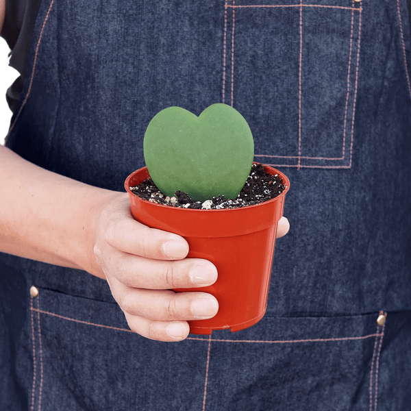 Hoya Sweetheart-4" Pot / Single / Nursery Pot D245-4_HOYA_HEART