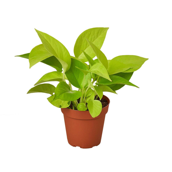 Pothos 'Neon'-8" Pot D245-8_POTHOS_NEON