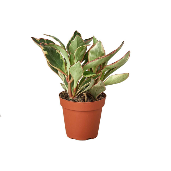 Peperomia 'Ginny'-6" Pot D245-6_PEPEROMIA_GINNY
