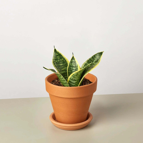 Snake Plant Laurentii Dwarf-4" Pot D245-4_SNAKE_OCEAN.STAR