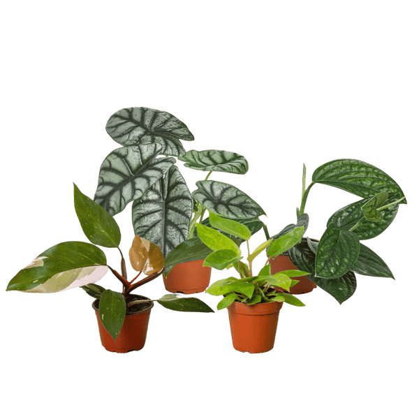 Rare Plant Bundle-4" D245-BUNDLE_RARE.PLANT_4IN