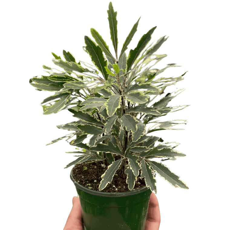 Aralia 'Bianca'-3" Pot D245-3_ARALIA_BIANCA