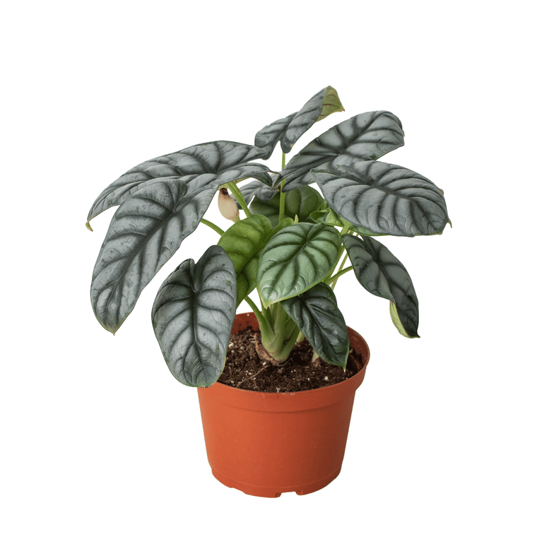 Alocasia Silver Dragon-Black Cylinder - 6" Pot D245-6_ALOCASIA_SILVER.DRAGON_PP.BLK.CYL
