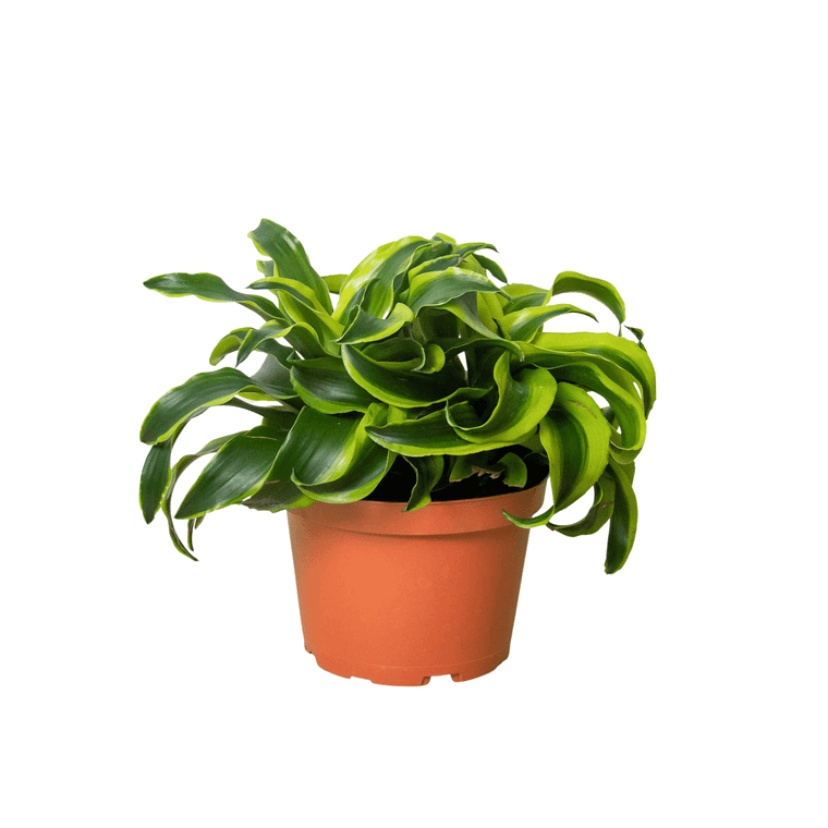 Dracaena 'Tornado'-4" Pot / Nursery Pot D245-4_DRACAENA_TORNADO