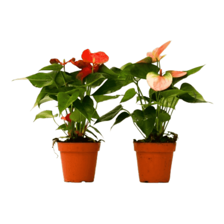 2 Anthurium Variety Pack - 4" Pots-4" Pot D245-4_ANTHURIUM_VARIETY_2PK