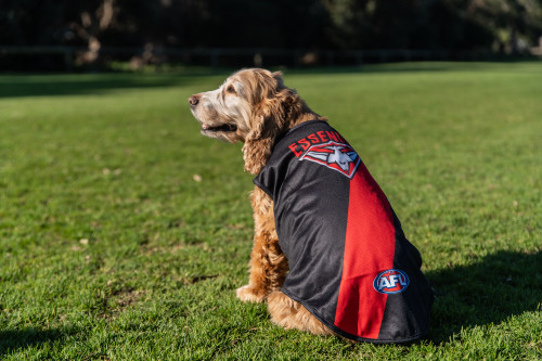 Essendon AFL Pet Jersey - L