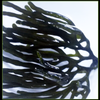 Bright Green Codium (Codium sp.) - Small - Excellent for Nutrient Control in an Aquarium