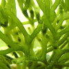 Bright Green Codium (Codium sp.) 1080p