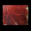 Red Saltwater Macro Algae Gracilaria Plant (Gracilaria sp.) - sm