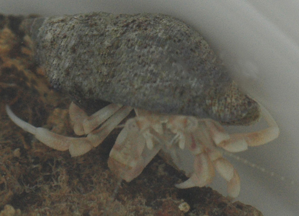 Saltwater White Leg Hermit Crab - Aquarium Depot