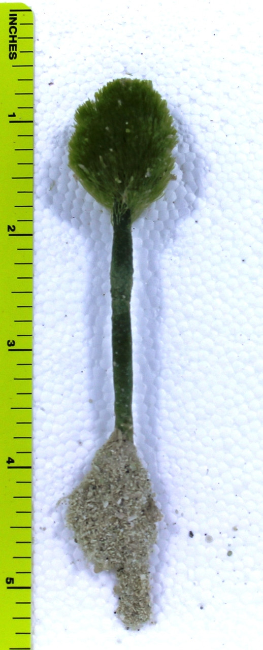 Green Saltwater Macro Algae Plant Shaving Brush (Penicillus sp