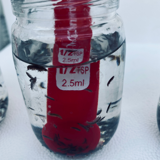 Live Fish Food – Amphipods (~300–600+) – SM Portion | 2.5ml Gammarus sp – Reef Nutrition – World View Farms