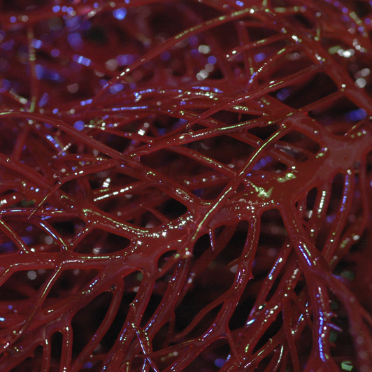 Red Saltwater Macro Algae Gracilaria Plant (Gracilaria sp.) - sm