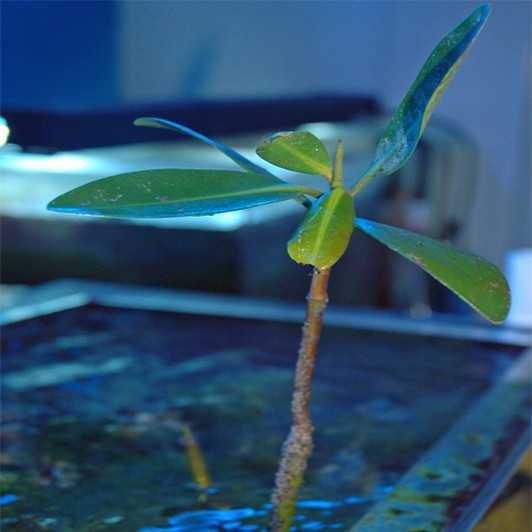 Saltwater Macro Algae Plant Mangrove Shoot  1080p