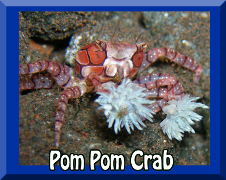Pom Pom Crab Aka Boxing Crab Lybia Tesselata Aquarium Depot Pom Pom Crab Aka Boxing Crab Lybia Tesselata Aquarium Depot
