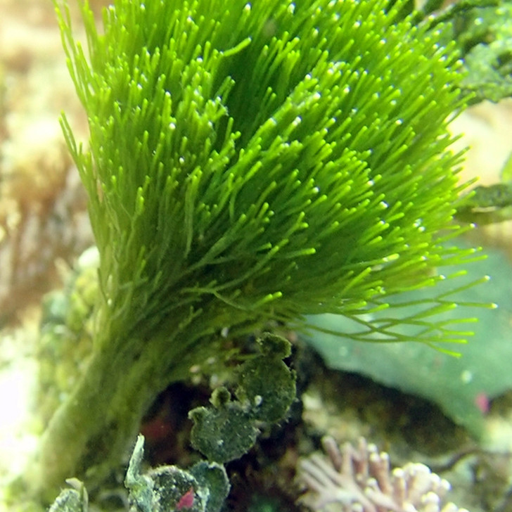 Green Saltwater Macro Algae Plant Shaving Brush  1080p