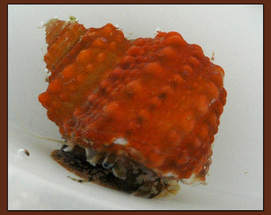 Cats Eye Orange Chestnut Snail Turbo Castanea Aquarium Depot