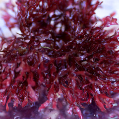 Red Dictyota Macro Algae