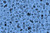 Tattoo Flash Lindley Blue from the Ink Shop quilting fabric collection designed by Sarah Watts for Ruby Star Society. 100% cotton quilting fabric, ideal for quilting, patchwork and dressmaking RS2145-13