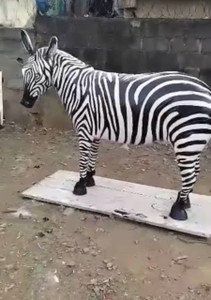 Zebra
