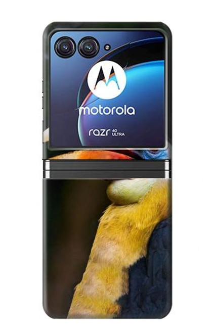 S3876 Colorful Hornbill Case For Motorola Razr 40 Ultra