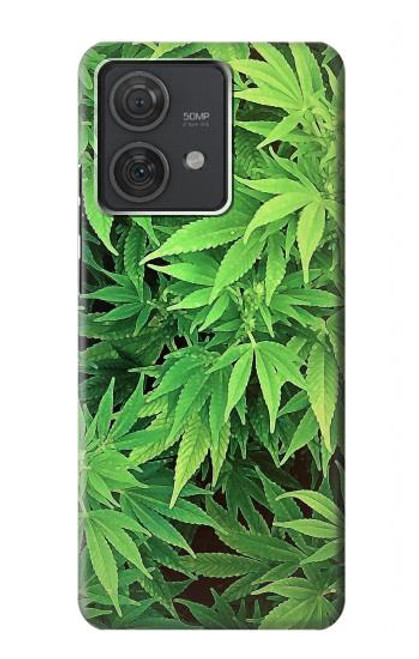 S1656 Marijuana Plant Case For Motorola Edge 40 Neo