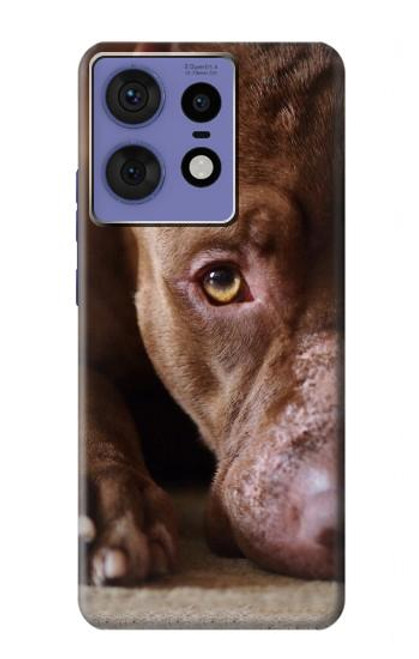S0519 PitBull Face Case For Motorola Edge 50 Fusion