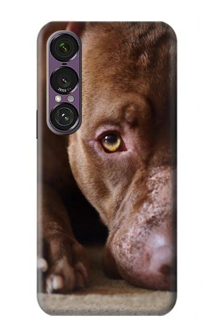 S0519 PitBull Face Case For Sony Xperia 1 VII