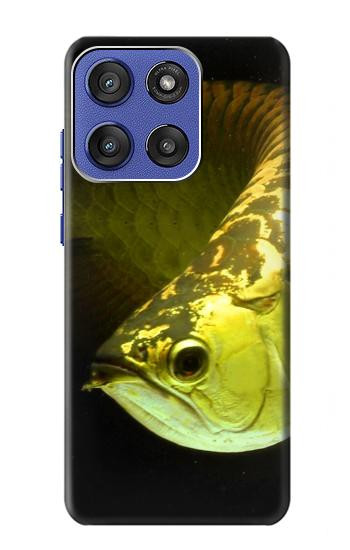 S1021 Gold Arowana Fish Case For Motorola Moto G Stylus 5G (2025,2026), Edge 60 Stylus