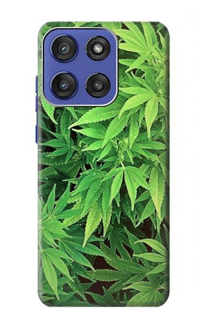 S1656 Marijuana Plant Case For Motorola Moto G Stylus 5G (2025), Edge 60 Stylus
