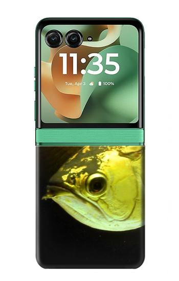 S1021 Gold Arowana Fish Case For Motorola Razr 70+,60+, Razr+ (2026, 2025, 2024)